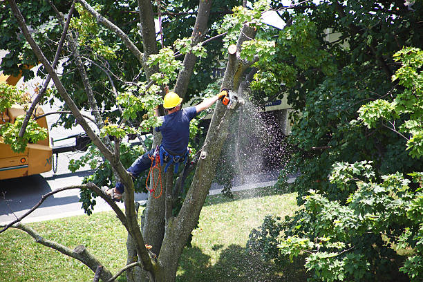 How Our Tree Care Process Works  in  Tuscaloosa, AL